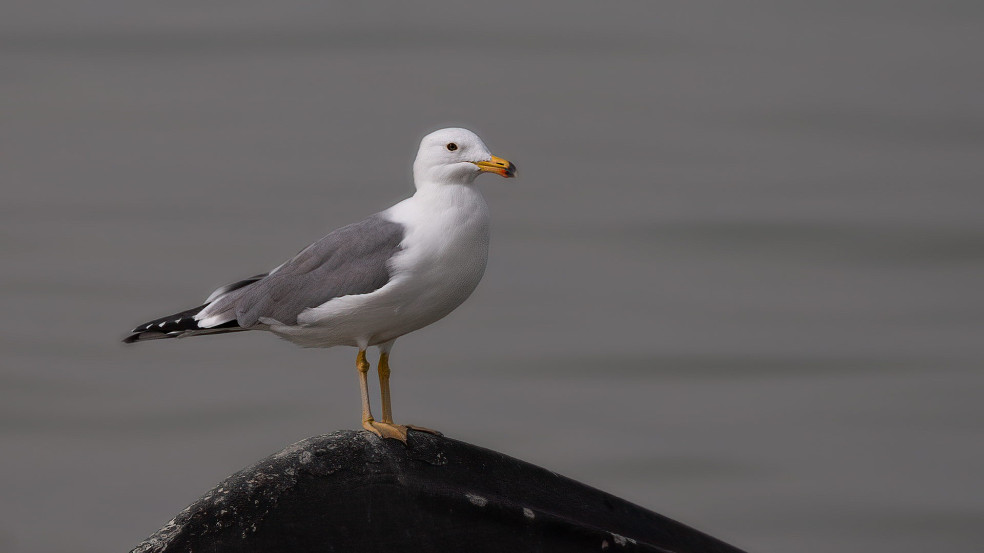 Armenian Gull